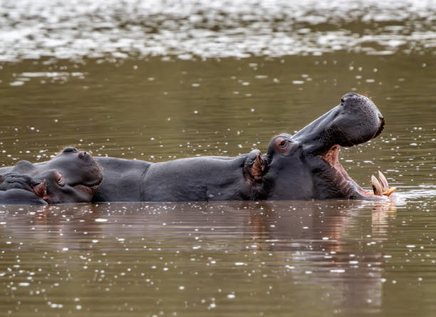 istock Hippos in a waterhole in a South African Game Reserve. 2183282559