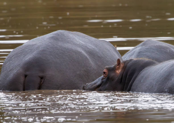 istock Hippos in a waterhole in a South African Game Reserve. 2183282739