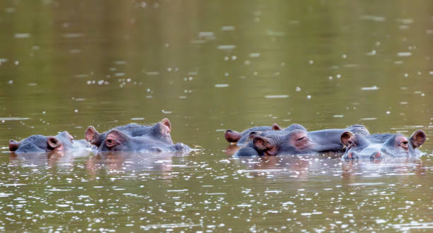 istock Hippos in a waterhole in a South African Game Reserve. 2183282827