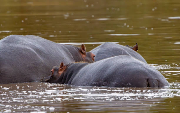 istock Hippos in a waterhole in a South African Game Reserve. 2183282983