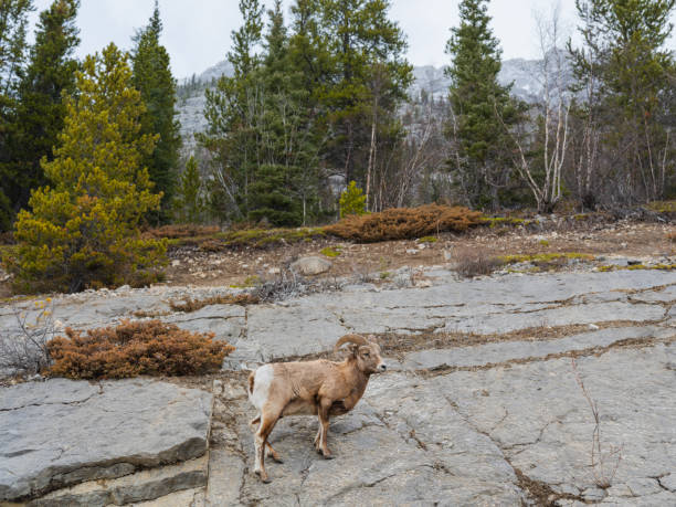 Bighorn sheep  in Canadian Rockies in springtime
