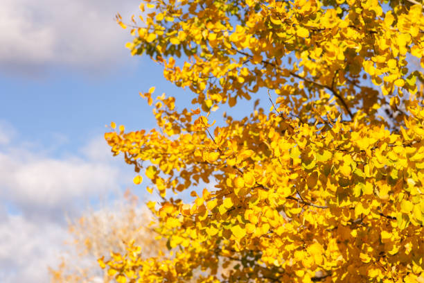 istock a tree with yellow leaves is in a field with a sky background. 2183285017