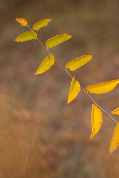 a tree with yellow leaves is in a field with a sky background.