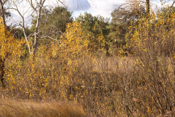 a tree with yellow leaves is in a field with a sky background.