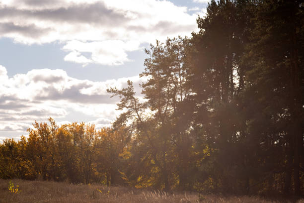a tree with yellow leaves is in a field with a sky background.