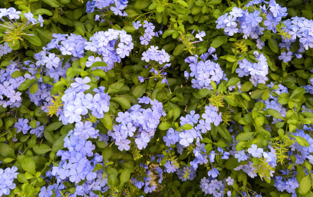 istock Blooming plumbago blue jasmine background, flowering shrub plant 2183286295