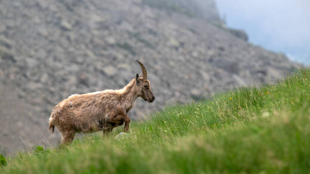 istock Ibex in the Mercantour massif 2183286754
