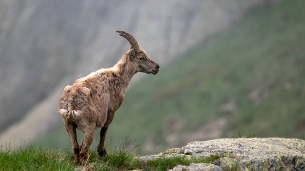 istock Ibex in the Mercantour massif 2183286761