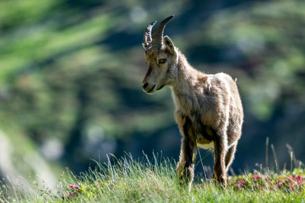 istock Ibex in the Mercantour massif 2183286782