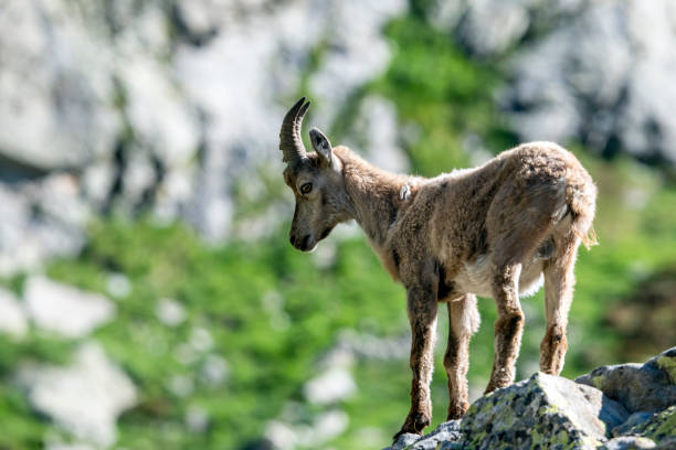 istock Ibex in the Mercantour massif 2183286797