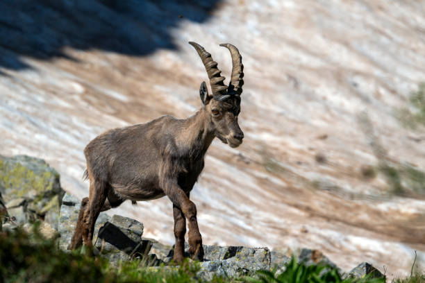istock Ibex in the Mercantour massif 2183286814