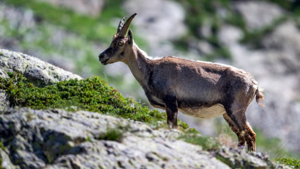 istock Ibex in the Mercantour massif 2183286824