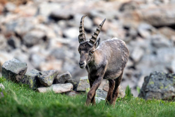 istock Ibex in the Mercantour massif 2183286842