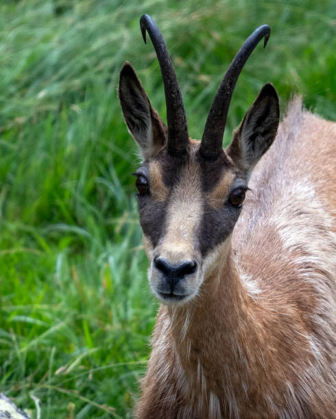 istock Chamois in the Mercantour massif 2183286853