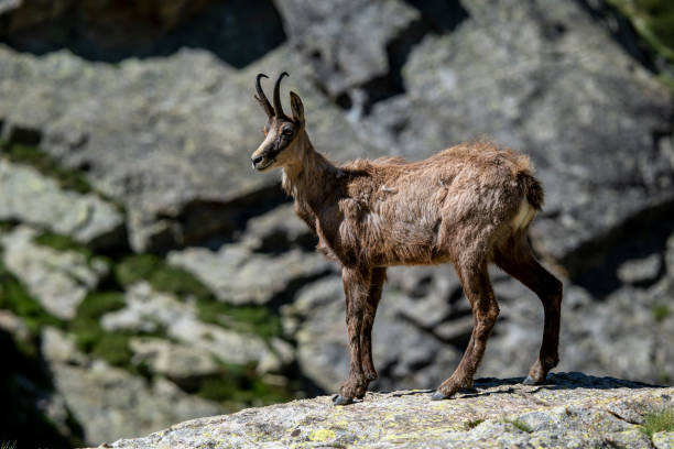 istock Chamois in the Mercantour massif 2183286886