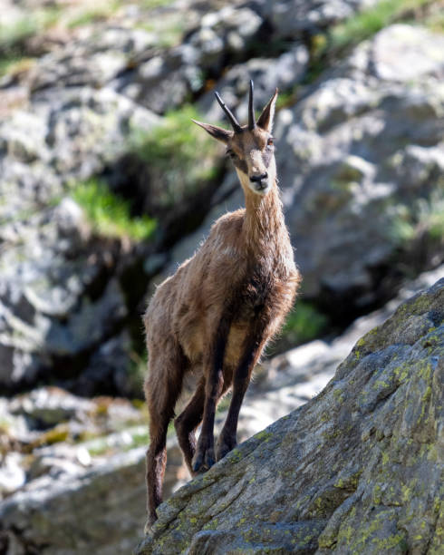 istock Chamois in the Mercantour massif 2183286901