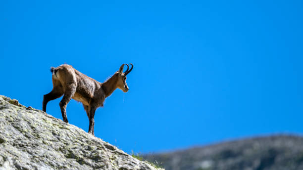 istock Chamois in the Mercantour massif 2183286908