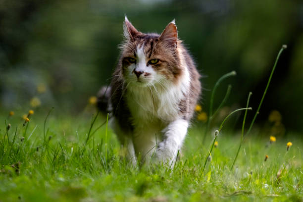 istock Hunting cat in a meadow 2183286918