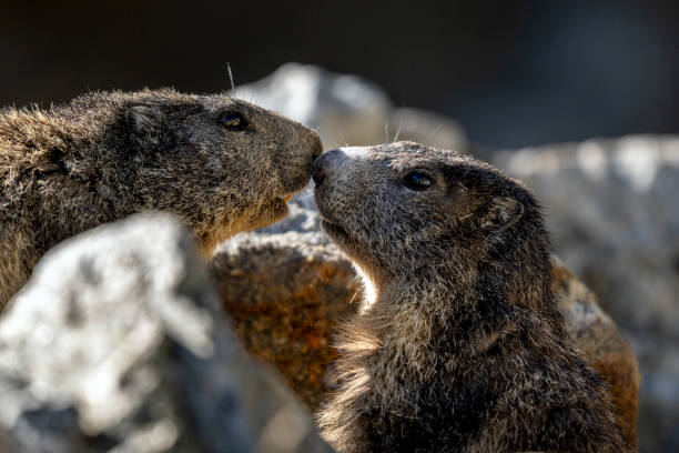 istock Marmot in the Mercantour massif 2183286944