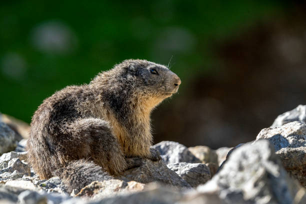 istock Marmot in the Mercantour massif 2183286979