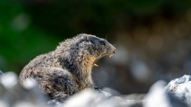 istock Marmot in the Mercantour massif 2183287000