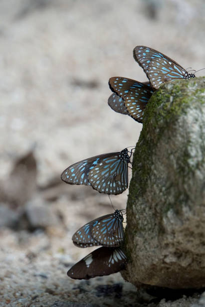 istock Blue butterflies line up on a rock 2183287203