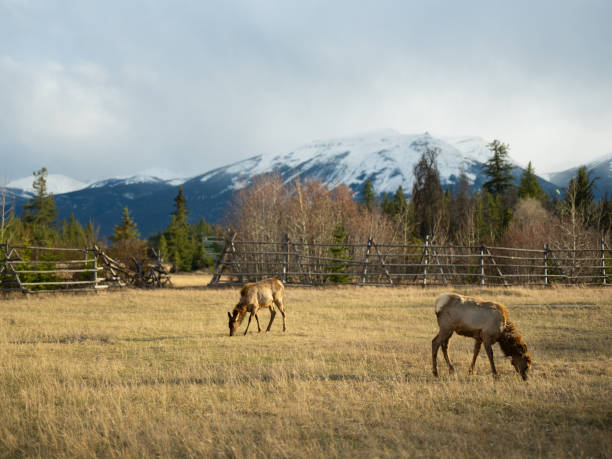 American Elk on pasture in Banff visible from the road during a trip to Canadian Rockies