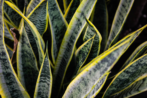 istock Close up of a plant 2183288353