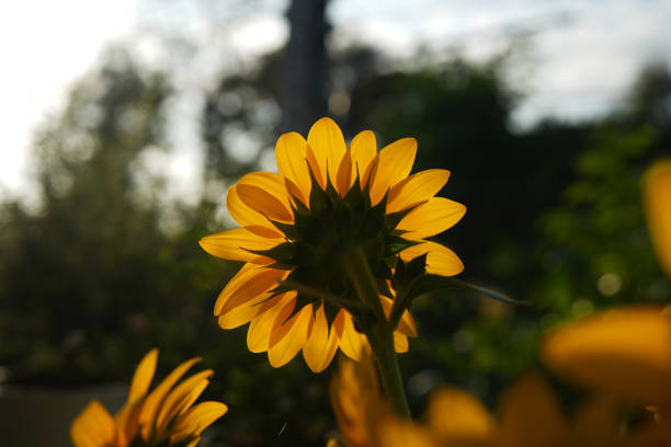 A Close-Up Side View of a Sunflower Blooming in the Warm Sunlight with a Soft Blurred Background