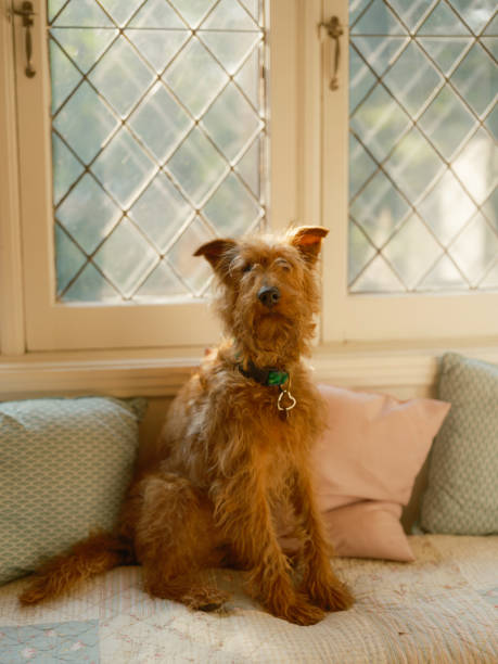 The portrait of a cute Irish Terrier puppy posing outdoors sniffing an orange Daylily in summer