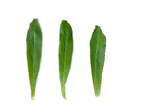 Culantro Close up,Fresh culantro,Sawtooth coriander vegetable leaf.