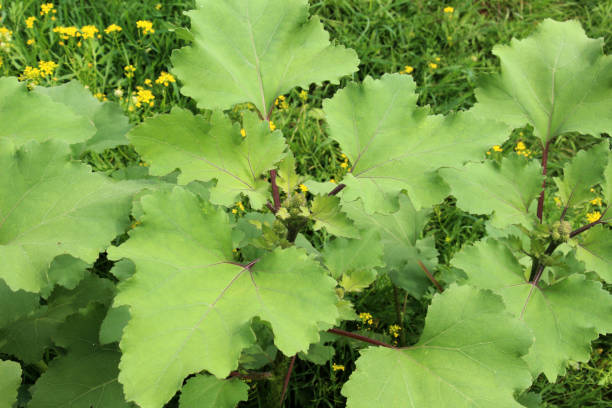 istock The medicinal annual herb Xanthium strumarium grows in nature 2183289363