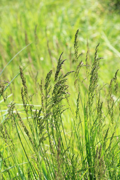 istock Poa grows in the meadow among wild grasses. 2183289455