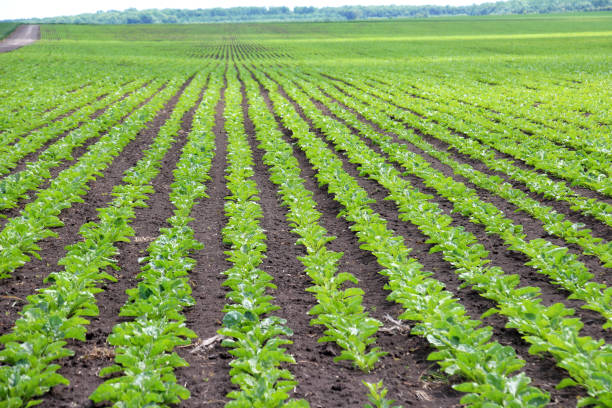 istock On the farm field grow sugar beets 2183289701