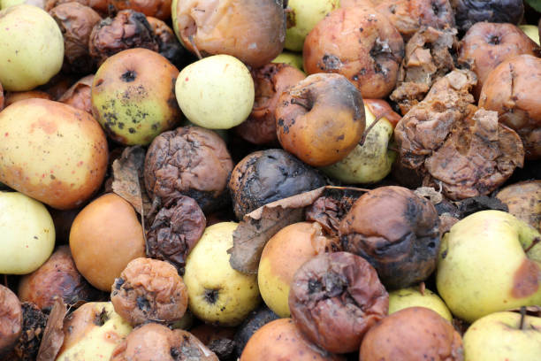 istock Fruit rot of apples damaged by moniliosis (Monilinia) 2183289807