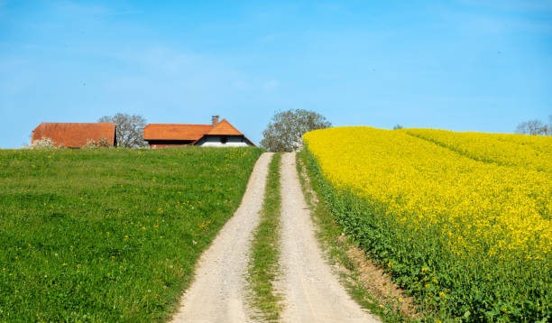 Spring rural scene - a cart path leads to the farm between a yellow field of blooming rapeseed and a green meadow
