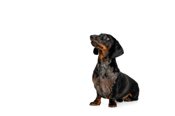 istock Dachshund Dog Sitting on White Background. Dog isolated on white 2183291554