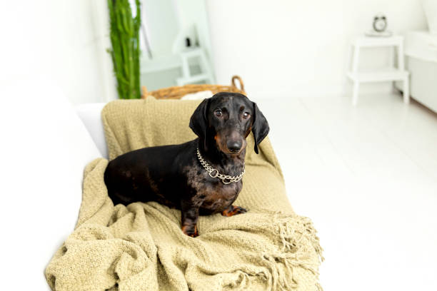 istock Dachshund Dog Relaxing on Cozy Beige Blanket 2183291556