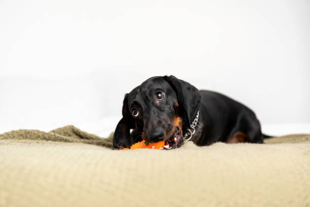 istock Dachshund Dog Lying and Playing with toy on Sofa at Home 2183291572