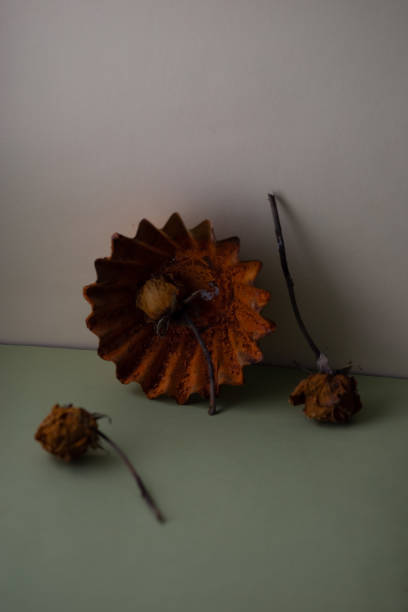 istock still life minimalism dried flowers cup in vintage style 2183292409
