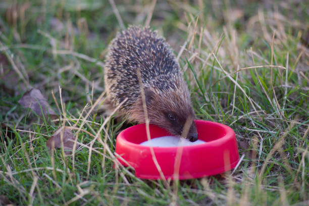 istock wild hedgehog drinks milk from a bowl on a background of green grass 2183292651