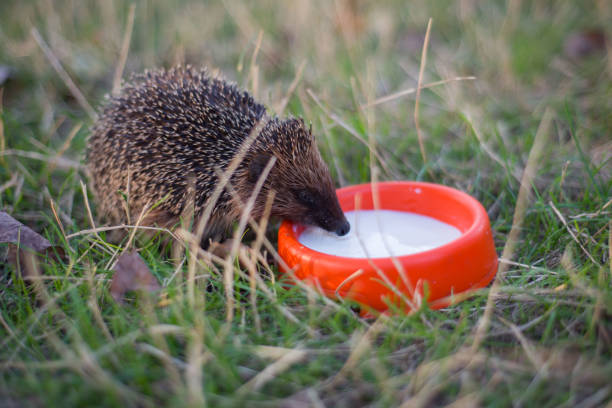 istock wild hedgehog drinks milk from a bowl on a background of green grass 2183292674