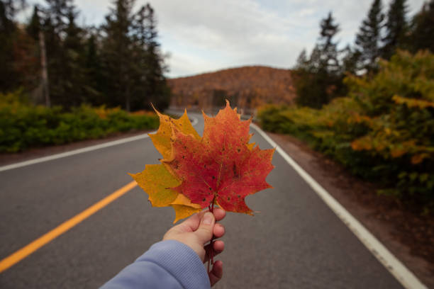 istock Female hand holding a maple leaf on an asphalt road. 2183292913