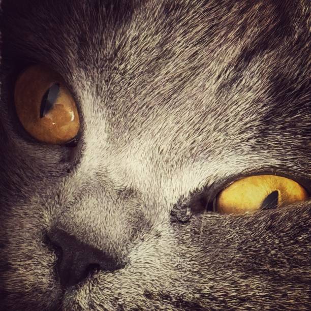 Dark black cat