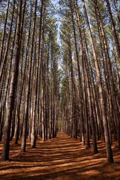 istock Pine forest in autumn. Mont-Tremblant, Canada. 2183293429