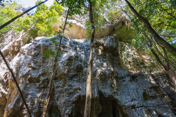 Tree roots are intricately attached to the limestone, adding to the wild beauty. Create a dramatic backdrop for visitors' hiking adventures in Bemaraha National Park. Madagascar, Africa.