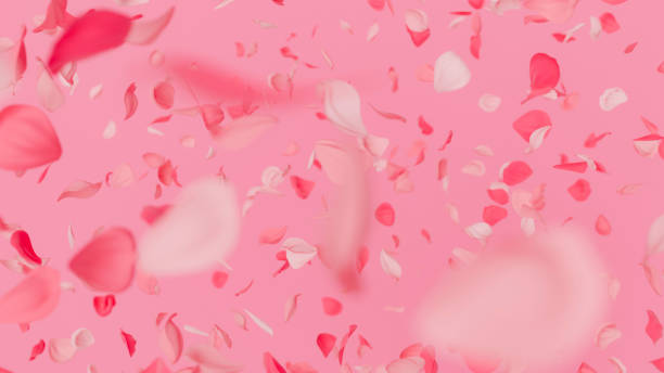 istock Pink petals falling gracefully on valentine's day background 2183295864