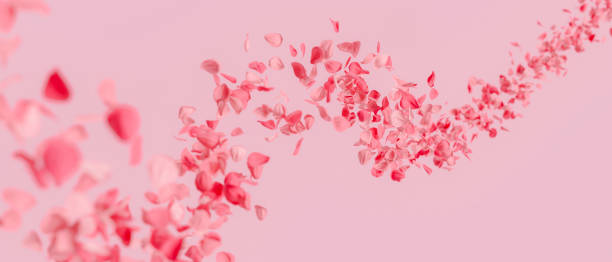 Delicate pink petals gently floating on a soft pink background