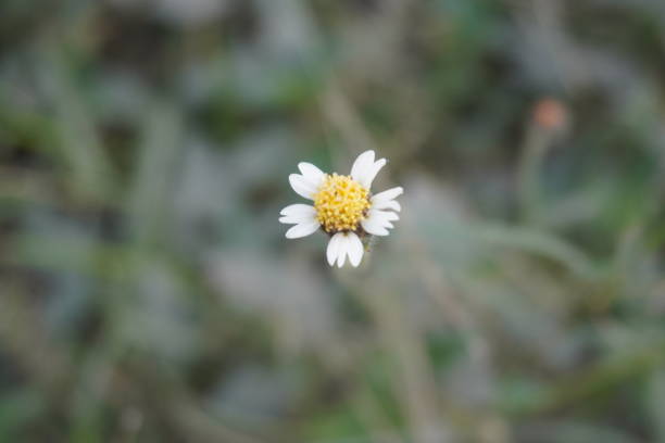 Close up of a little Daisy Flower
