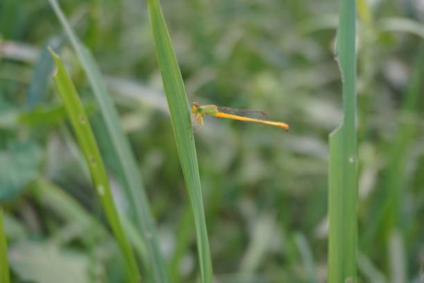 A Creriagrion Coromandelianum, damselfly is sitting on the green grass